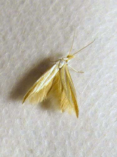 Coleophora sp.